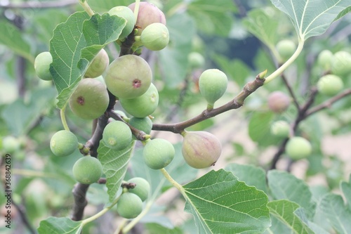 Closeup of figs growing on tree