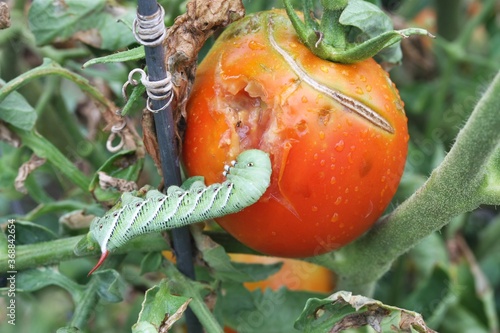 Tomato Hornworm eating tomato