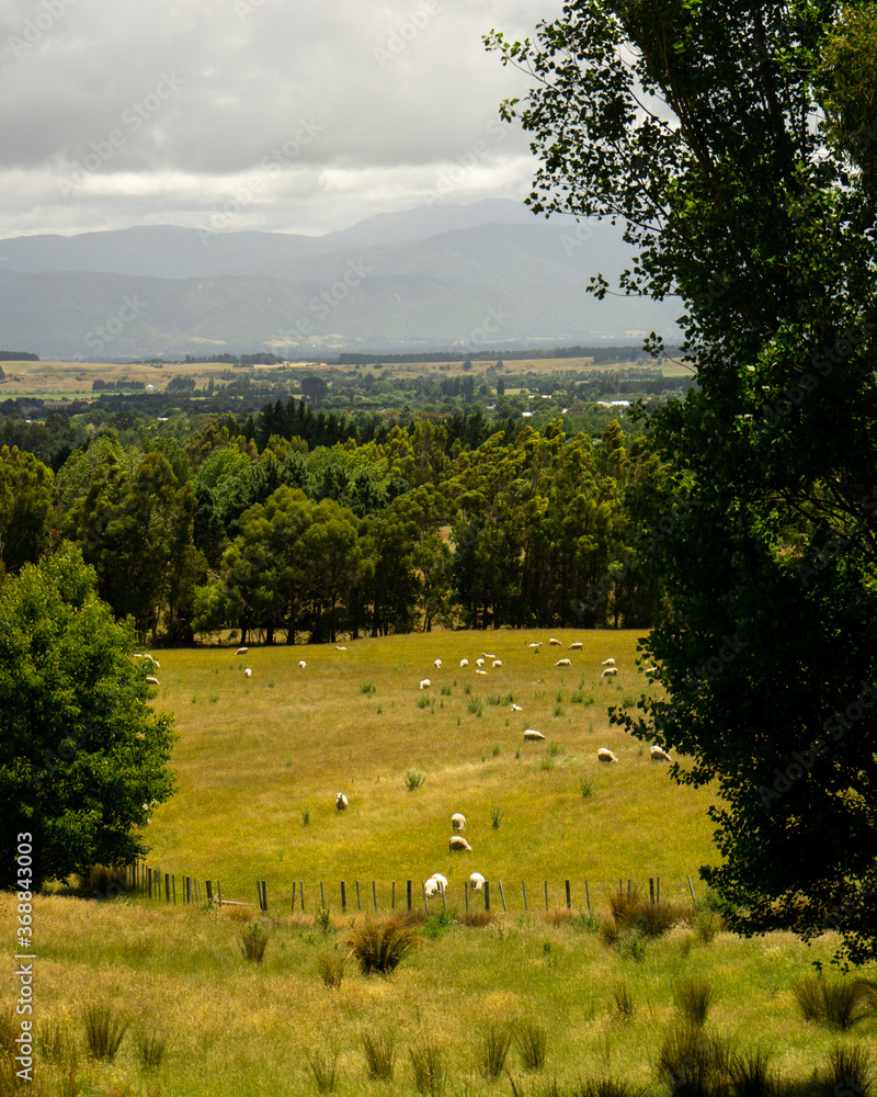 Fototapeta premium Sheep afield 
