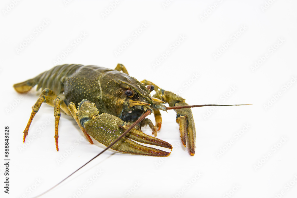 A fresh crayfish or lobster from the river on a white background. A fresh crayfish or lobster from the river on a white background.