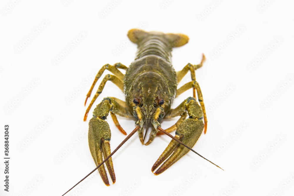 A fresh crayfish or lobster from the river on a white background. A fresh crayfish or lobster from the river on a white background.