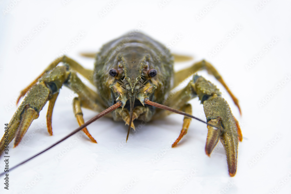 A fresh crayfish or lobster from the river on a white background. A fresh crayfish or lobster from the river on a white background.