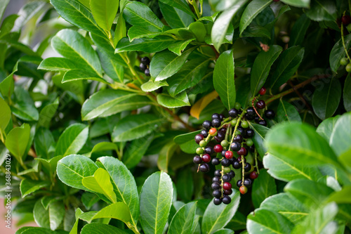 Photos Kirschlorbeer mit Beeren