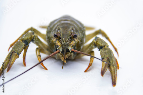 A fresh crayfish or lobster from the river on a white background.