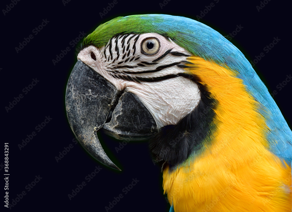 Sharp eye of blue and gold macaw parrot expose over black background Sharp eye of blue and gold macaw parrot expose over black background