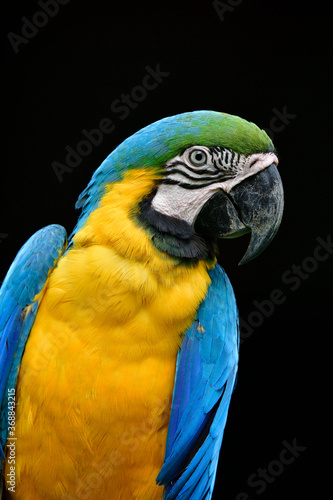 Close up face of blue and gold macaw with sharp eyes and feathers over black background