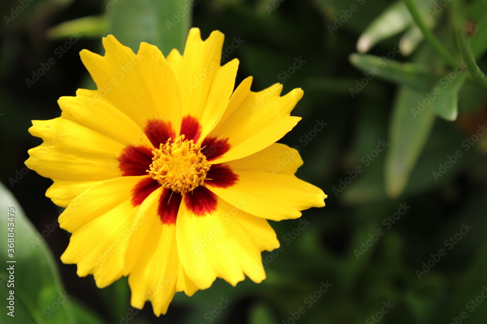 Fototapeta premium Mädchenauge Coreopsis Blüte einzeln