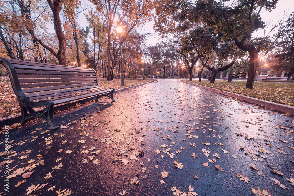 City autumn park after rain