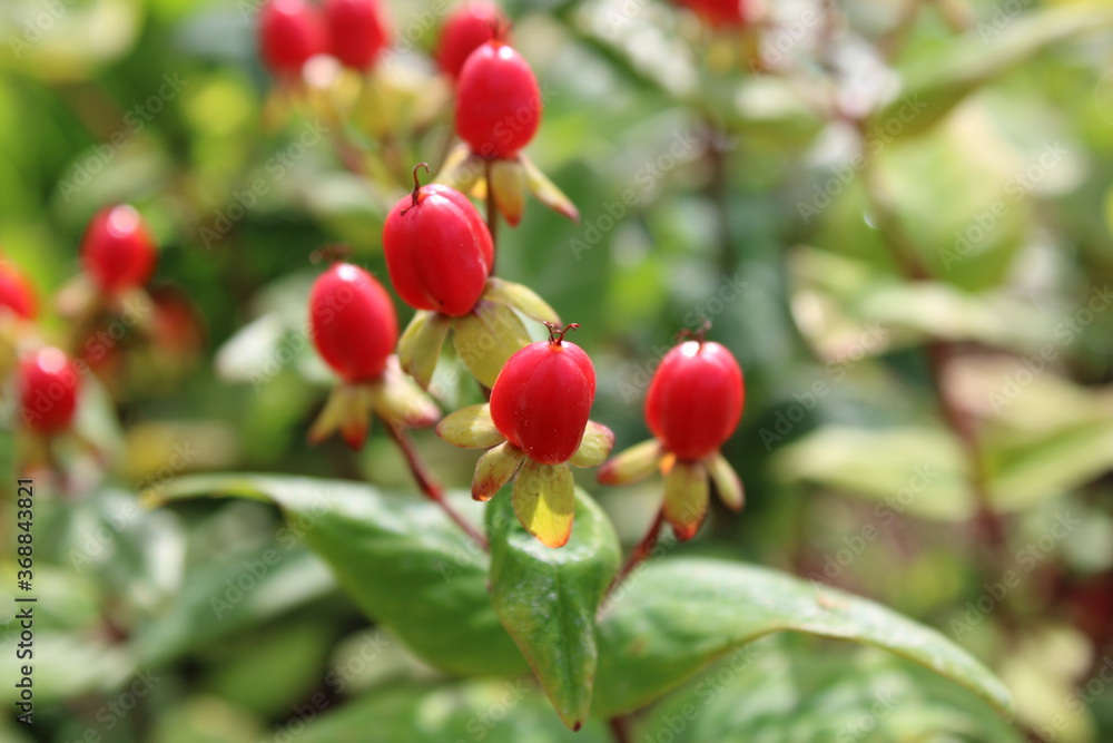 Hypericum Johanniskraut Früchte Hypericum Johanniskraut Früchte