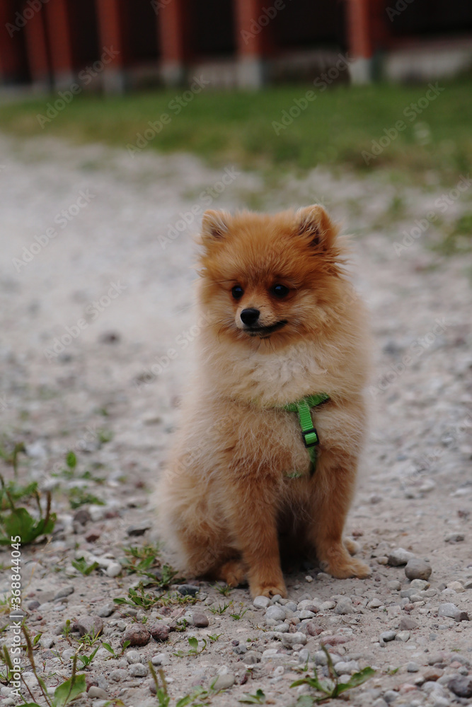The puppy is sitting on the street. A small, thoroughbred dog. The pet is beige and fluffy. Pomeranian.