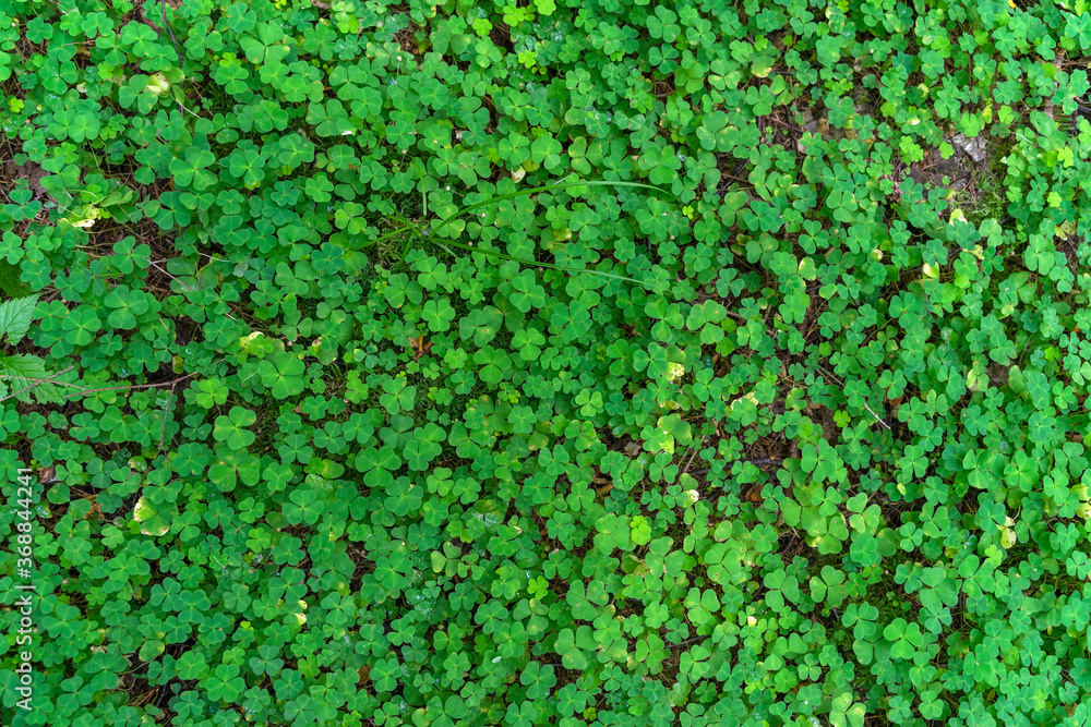 Natural green background, small clover sprouts, top view, texture Natural green background, small clover sprouts, top view, texture