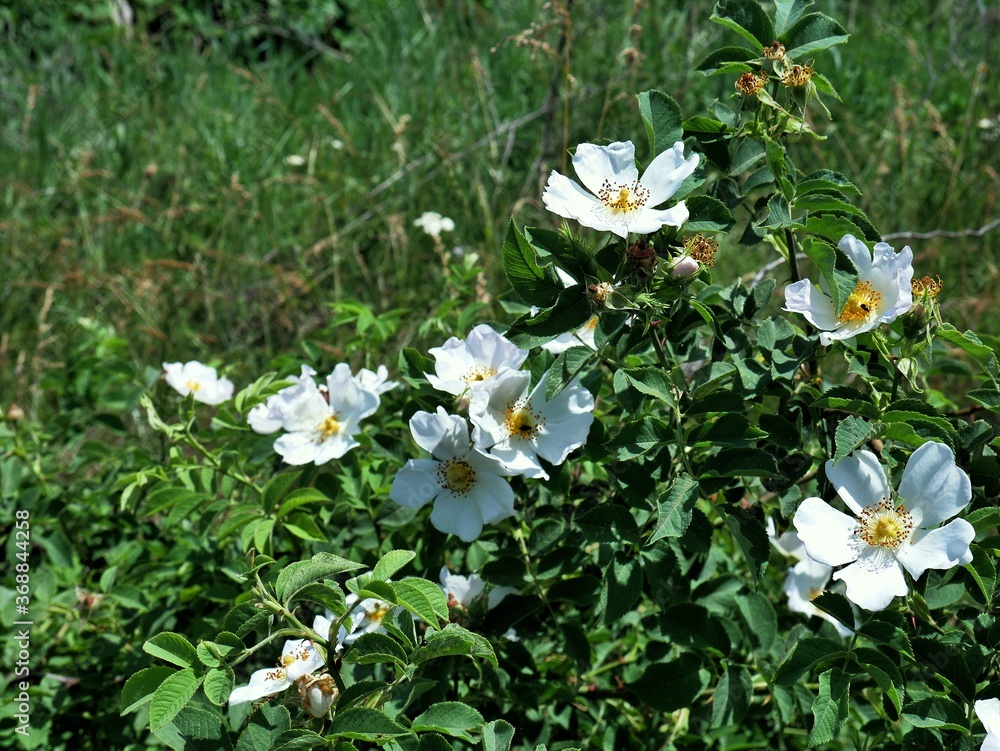 white wild rose flowers