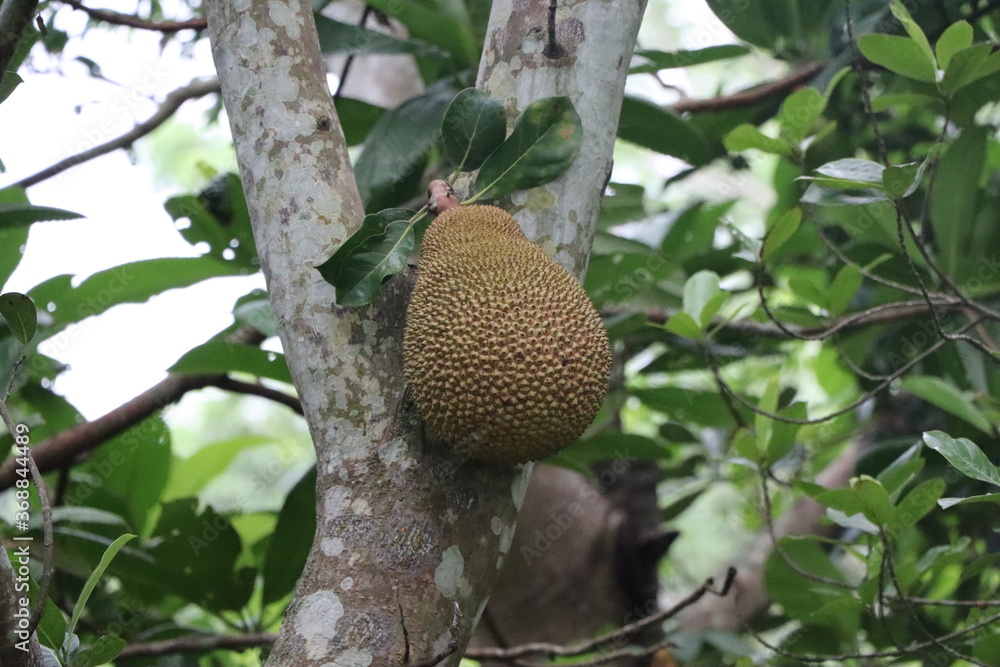 National fruits of Bangladesh National fruits of Bangladesh