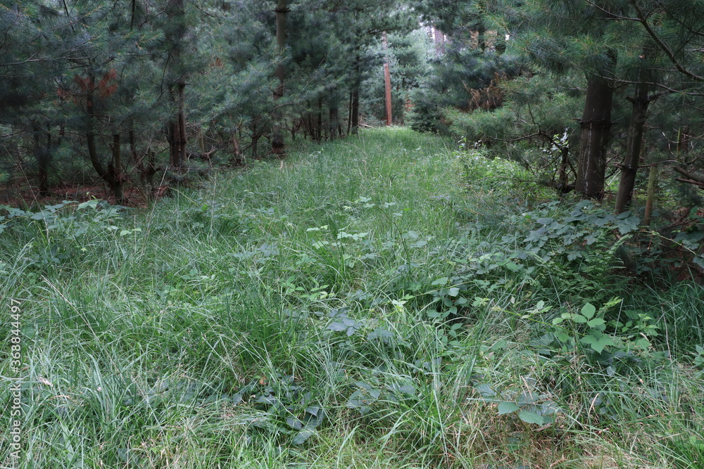 Fototapeta premium der Waldboden