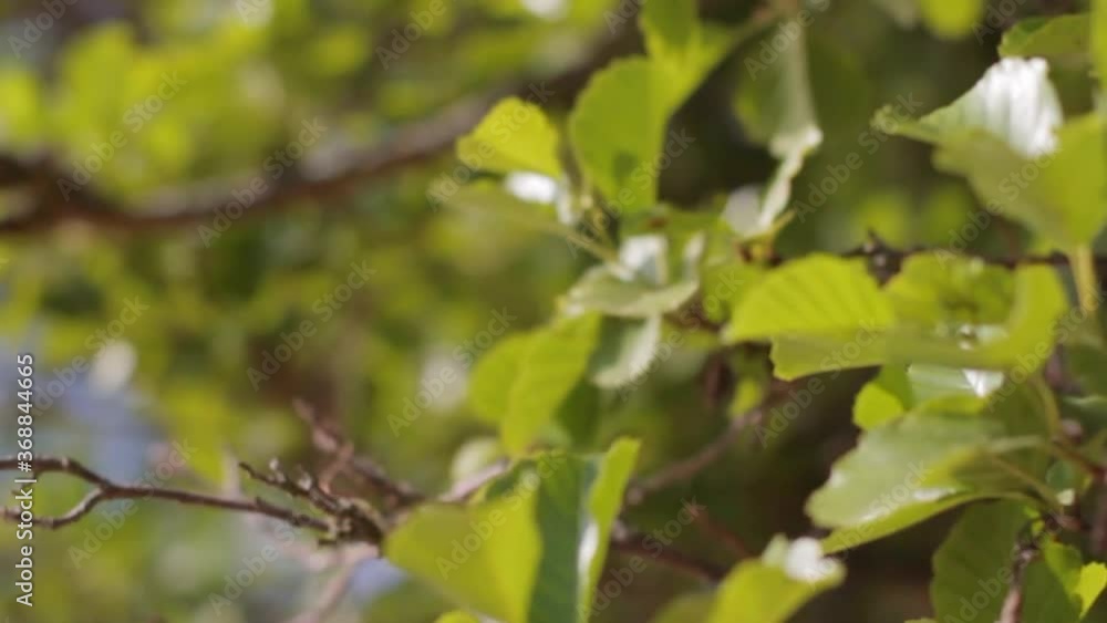 Green leaves in slow motion relaxing moving Green leaf nature landscape trees Spiritual Green leaves in slow motion relaxing moving Green leaf nature landscape trees Spiritual
