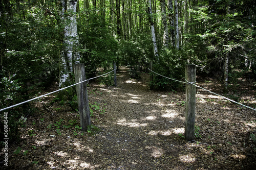 Forest in belagua photo