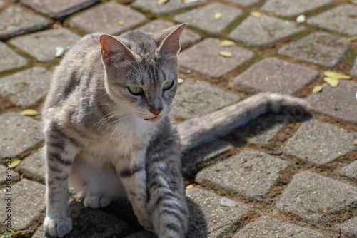 Straycat Closeup Portrait 