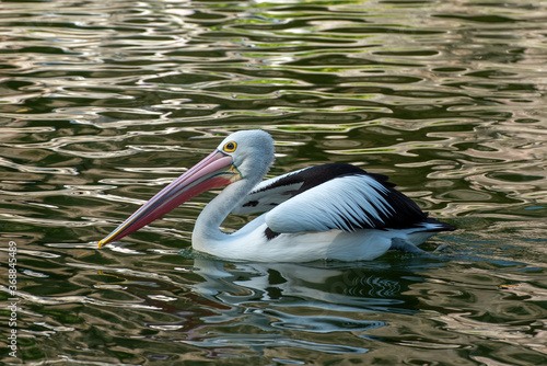 Pelicans playing in the pons