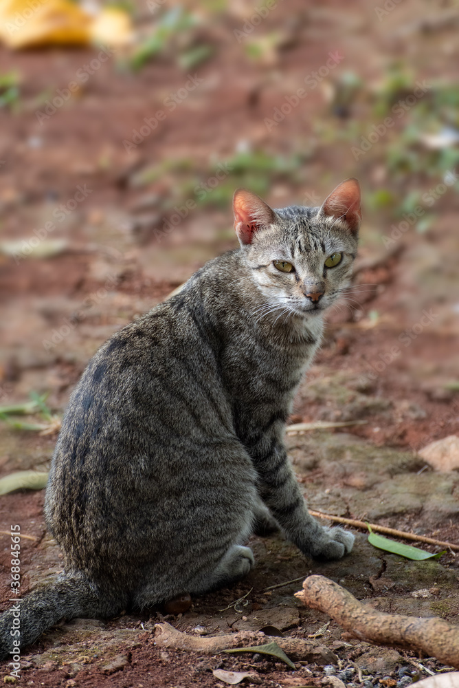 Straycat Closeup Portrait 
