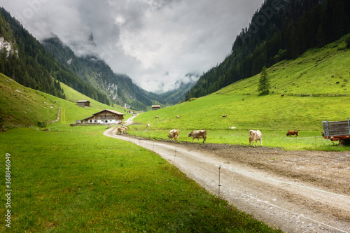 Bergstraße zu einer Alm mit Kühen am Wegrand in Tirol