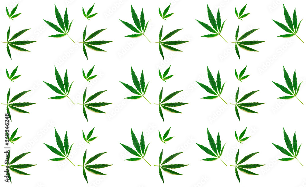 Pattern from hemp leaves on white background. Creative space for design. Pattern from hemp leaves on white background. Creative space for design.