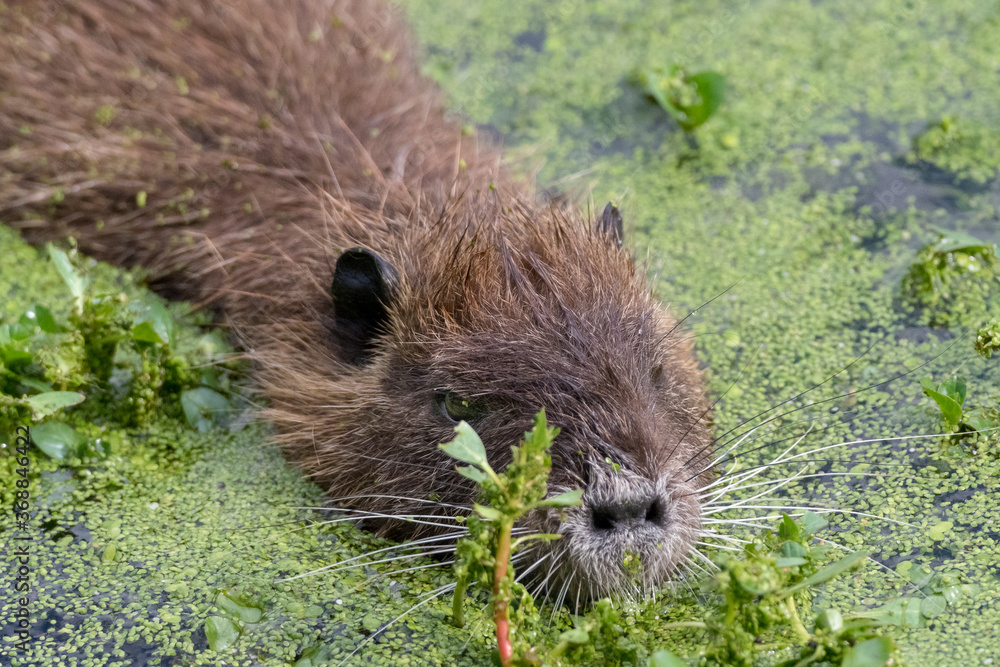 portrait of a young coypu in the middle of the lentils in a river in the South of France portrait of a young coypu in the middle of the lentils in a river in the South of France