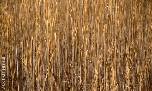 Reeds in Fall