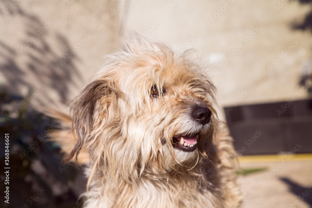 Portrait of a cute shaggy mixed breed dog.