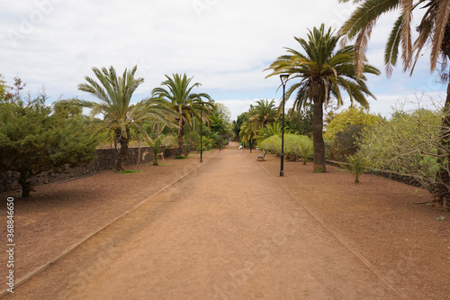 dusty park with palm trees in Tenerife