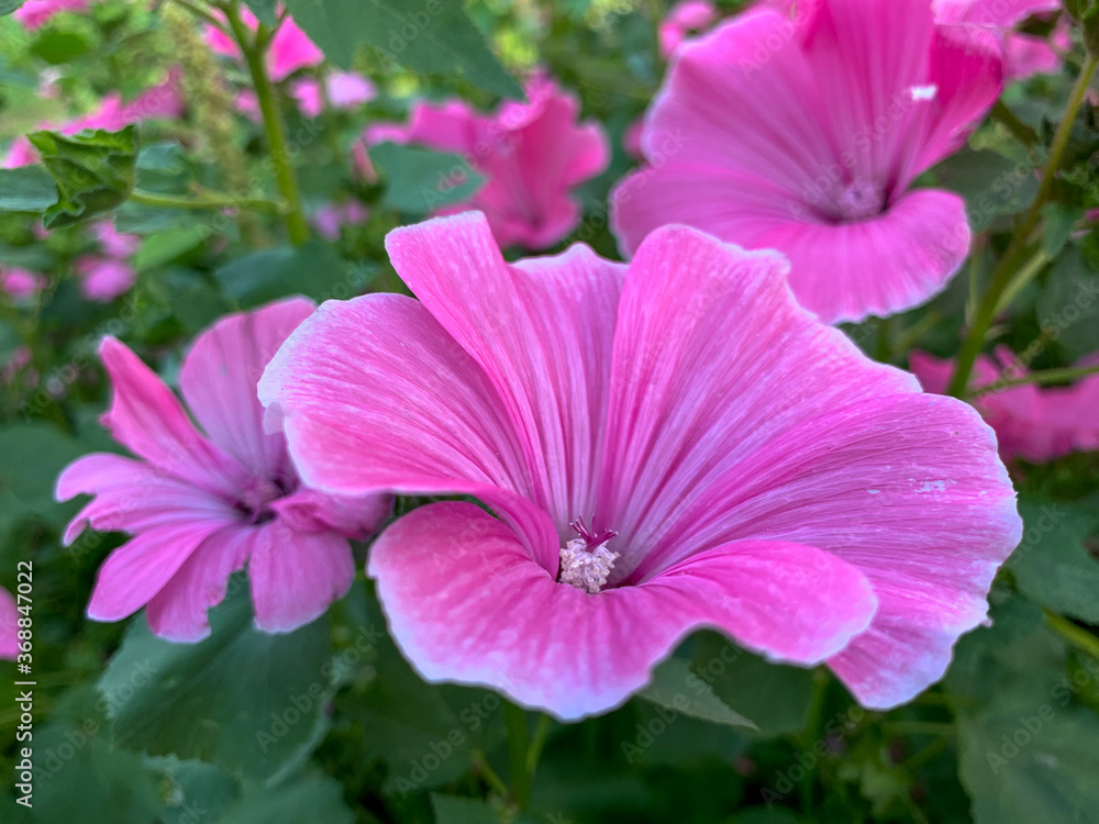 Pink flowers of Lavatera in the garden. Blooming summer flower bed. Close-up photo of flowers. Pink flowers of Lavatera in the garden. Blooming summer flower bed. Close-up photo of flowers.