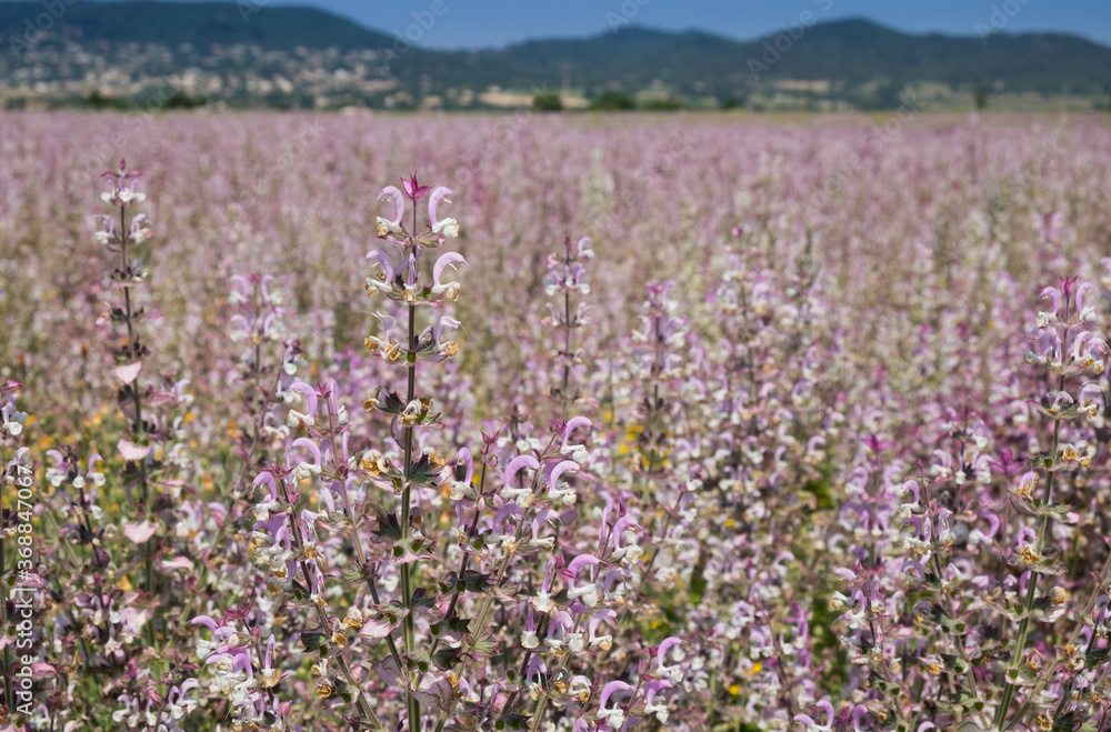 Fototapeta premium Lavender fields in Provence. France