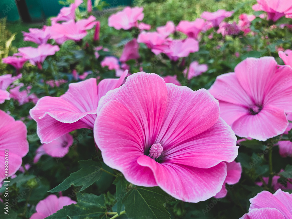 Pink flowers of Lavatera in the garden. Blooming summer flower bed. Close-up photo of flowers. Pink flowers of Lavatera in the garden. Blooming summer flower bed. Close-up photo of flowers.