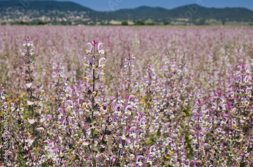 Lavender fields in Provence. France