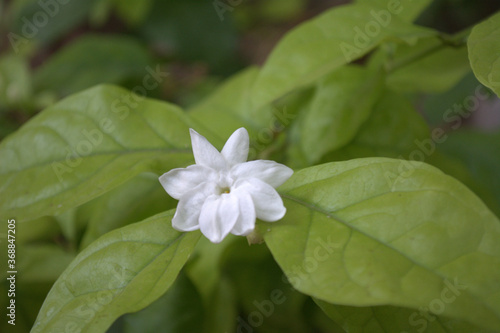 Jasmine Flower