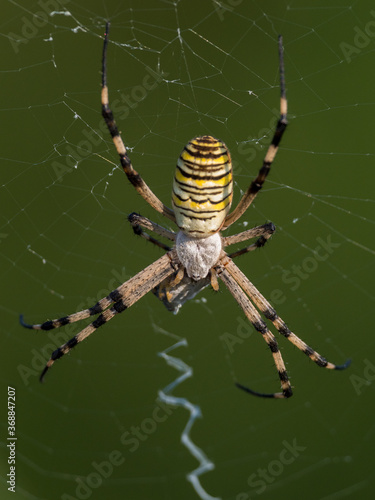 Yellow, white and black striped spider (argiope bruennichi) in its web