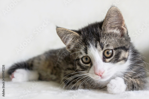 close up of a tiger pattern tabby kitten on white blanket 