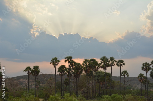 Sunset in the jungle