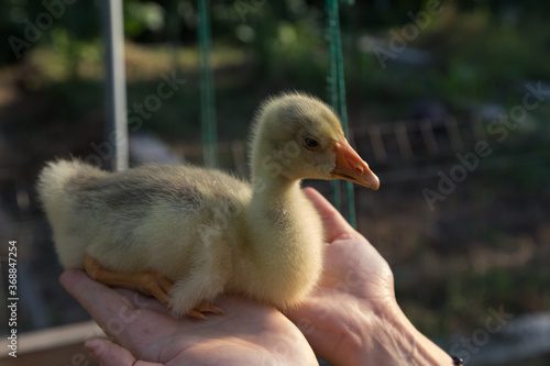 A young goose is carried on the arm. © indigolotos
