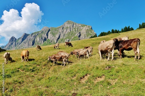 Kühe auf der Alp © Franz Gerhard