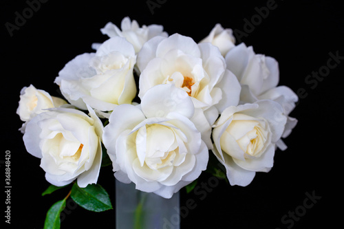 白いバラ　アイスバーグとマーガレットメリル © taiyosun