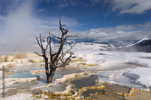 Rising steam and dead tree and at travertine pools with snow at the Main Terrace at Mammoth Hot Springs Yellowstone Park in winter