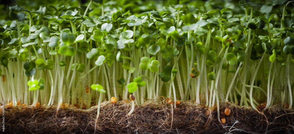 Fototapeta premium Fresh green sprouts on black background. macro shot of micro greens