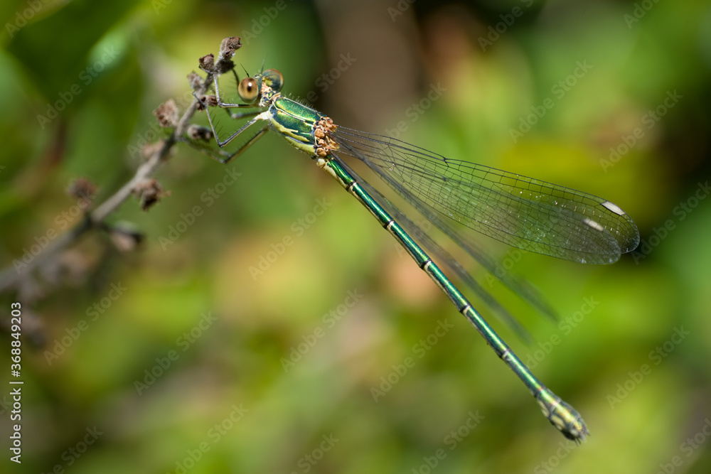 Beautiful nature scene macro picture of a dragonfly or Chalcolestes viridis perched on a branch. Dragonfly in nature habitat Beautiful nature scene macro picture of a dragonfly or Chalcolestes viridis perched on a branch. Dragonfly in nature habitat