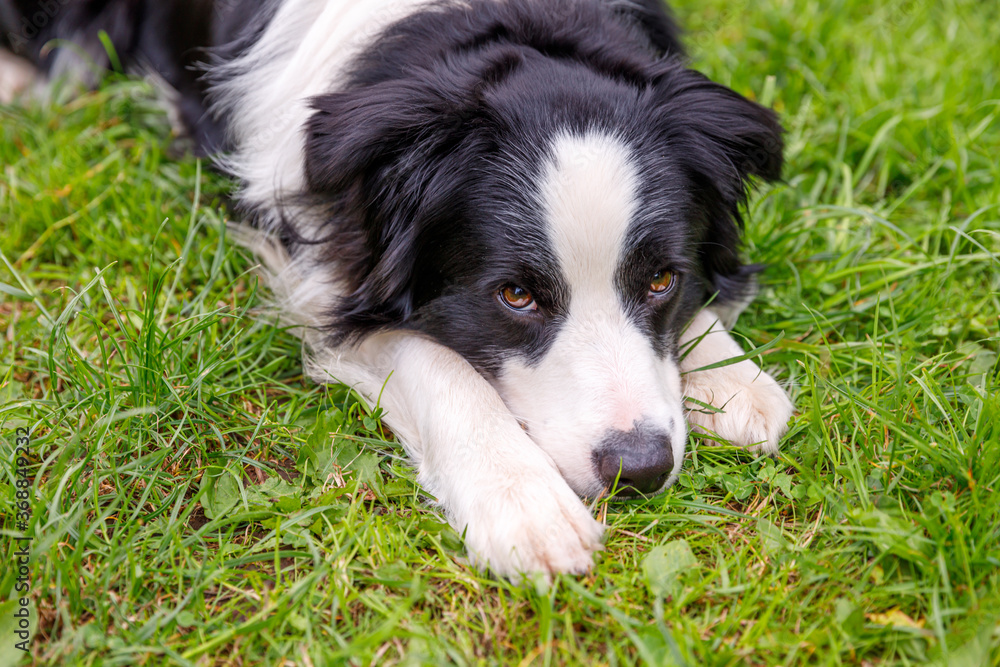 Outdoor portrait of cute smiling puppy border collie lying down on grass park background. Little dog with funny face in sunny summer day outdoors. Pet care and funny animals life concept