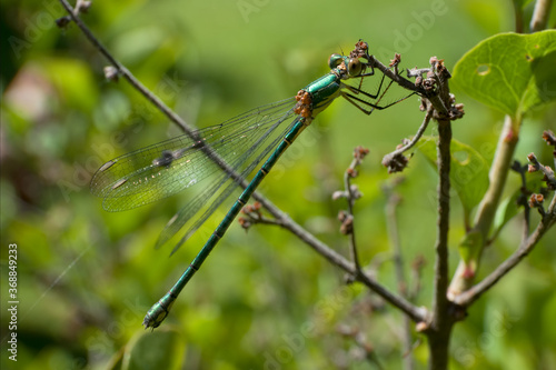 Beautiful nature scene macro picture of a dragonfly or Chalcolestes viridis perched on a branch. Dragonfly in nature habitat