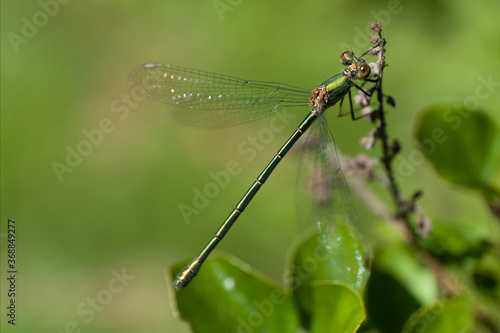 Beautiful nature scene macro picture of a dragonfly or Chalcolestes viridis perched on a branch. Dragonfly in nature habitat © Henk Vrieselaar