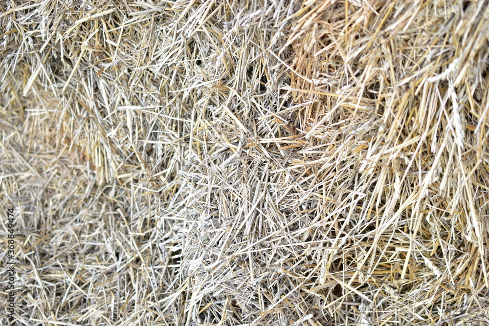 Ears and stalks in a straw haystack close up
