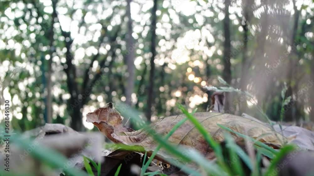 dry leaves with background blur and sunlight dry leaves with background blur and sunlight