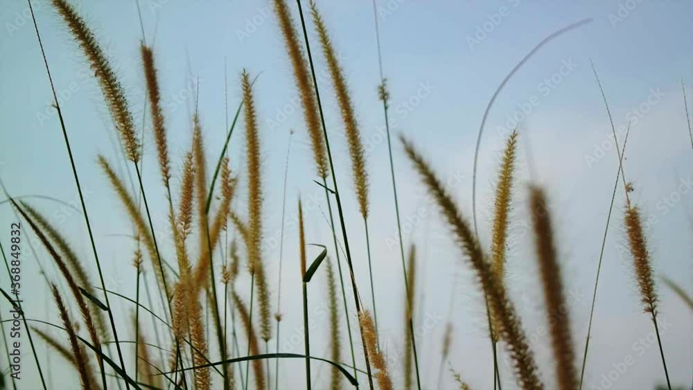 the wind blows slowly on the yellow grass the wind blows slowly on the yellow grass
