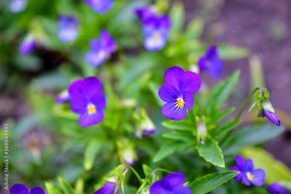 Blue flowers Pansies violets field in the garden Blue flowers Pansies violets field in the garden